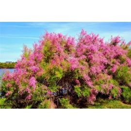 Fresh 50 Seeds Salt Cedar, Tamarix ramosissima