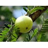 Buy Rare Seeds Phyllanthus emblica | Amla | Indian Gooseberry