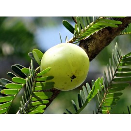 Buy Rare Seeds Phyllanthus emblica | Amla | Indian Gooseberry | Malacca Tree | 10_Seeds