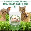 18oz Large Pack Cat Grass Seeds Bulk - Over 14000+