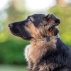 Herm Sprenger Prong Dog Collar with Quick Release ClicLock Buckle