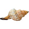 Kaltner Präsente Gift Idea - Shell Fasciolaria Trapezium Trapezium Snail