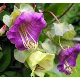 KIRA SEEDS - Cathedral Bells - Cup and Saucer Vine Cobaea - Perennial Flowers for Planting - GMO Free
