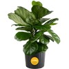 Costa Farms Fiddle Leaf Fig, Live Indoor Floor Plant, Ficus