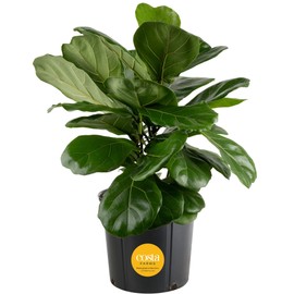 Costa Farms Fiddle Leaf Fig, Live Indoor Floor Plant, Ficus Lyrata Tropical Houseplant Potted in Potting Soil with Grow Pot, Gardening, New Home Gift, Room Décor, 1-2 Feet Tall