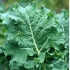 Kale Premier Great Heirloom Vegetable by Seed Kingdom 1 Oz Seeds