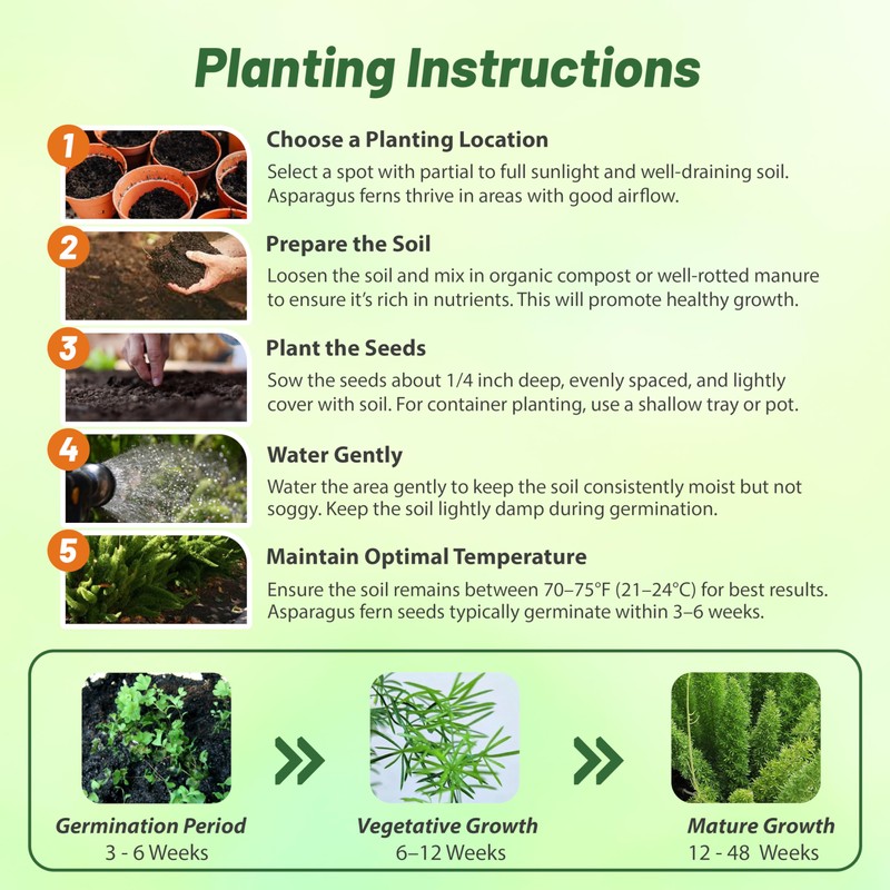 Outsidepride Meyeri Asparagus Fern Seeds - 20 Pcs. Perennial, Easy