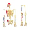 EXPLORA - Skeleton - Anatomy of the Human Body -