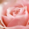 Perfect Potion Rose Dew Deep Hydration Mask 50g