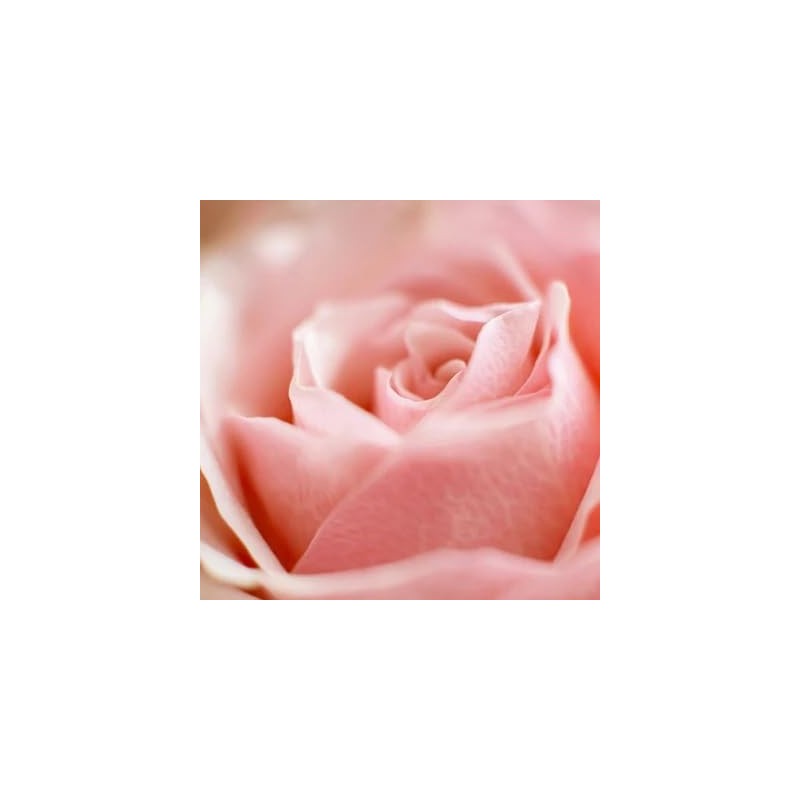 Perfect Potion Rose Dew Deep Hydration Mask 50g