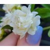 Lady Banks White Rose Bush Live Plant Heirloom Thornless Antique