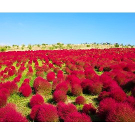TomorrowSeeds - Red Globe Burning Bush Seeds - 6000+ Count - for 2025 Planting Kochia Scoparia Summer Cypress Bush Pink Red Fireweed Amaranth Flower Grow Your Own Home Farm Patio Healthy Sustainable