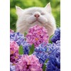 Cat Smelling Hyacinths Cute Easter Card