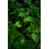 Handmade Solid Shampoo with Valuable Ingredients, Vegan, No Industrial Production,