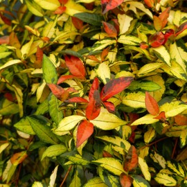 Jasmine Summer Sunset - 20 Live Plants - Trachelospermum Asiaticum - Colorful Groundcover Vine