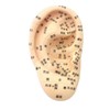 Beaut Ear Model Ear Urn Jewelry, 6.7 inches (17 cm)