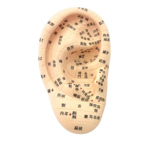 Beaut Ear Model Ear Urn Jewelry, 6.7 inches (17 cm) Type - Japanese Notation [Beauty Exclusive Ear Urn Illustration]