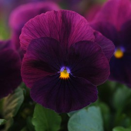 Outsidepride 2000 Seeds Viola Pansy Purple Bergwacht Flower Seeds for Planting