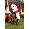 Westcoast Thera-Paw Padded - Size TF, Supportive & Protective Boot
