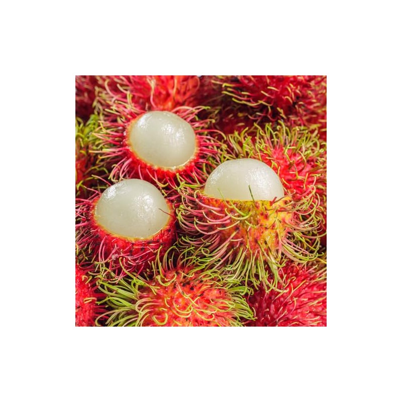 Fruits in Syrup (Rambutan with Pineapple) - 20oz (Pack of
