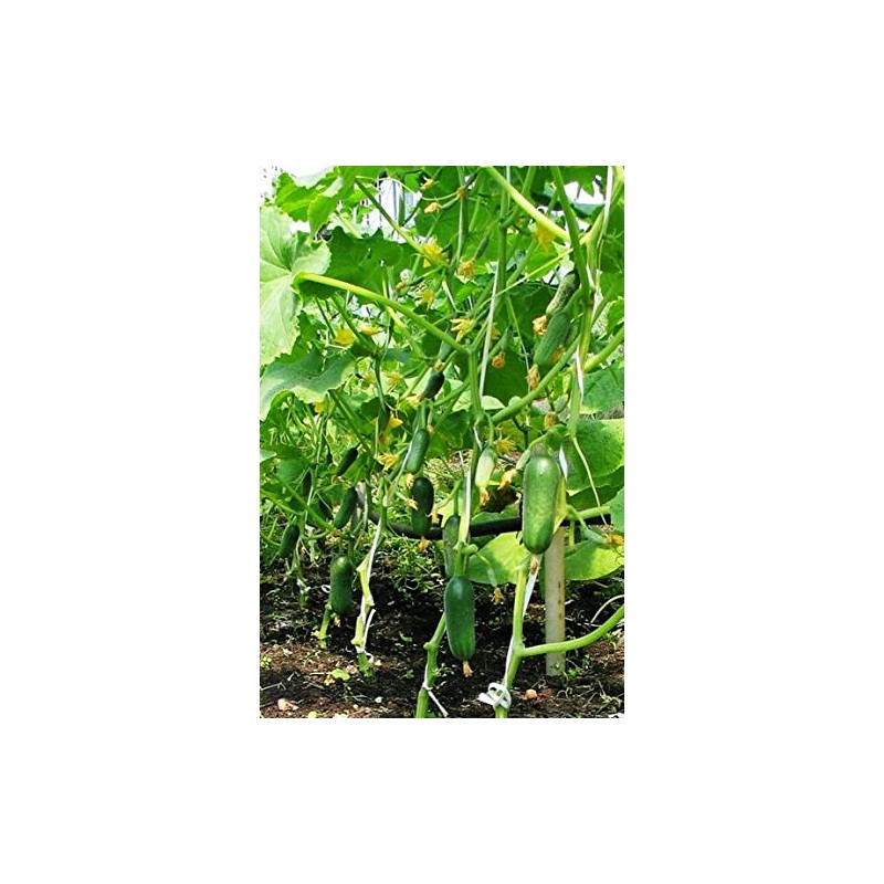 RAISE ME UP: Seeds Self-Pollinated Cucumber Market 38 Days for
