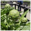 Everwilde Farms - 1 Lb Green Globe Artichoke Seeds - Gold Vault