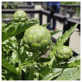 Everwilde Farms - 1 Lb Green Globe Artichoke Seeds - Gold Vault