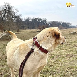 ADITYNA Heavy-Duty Leather Dog Collar for Large Dogs - Soft Padded for Comfort - Large Dog Collar for Walking, Training, and Hiking
