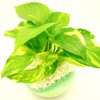 Golden Potos Hydro Culture Bowl, S, Sand Green