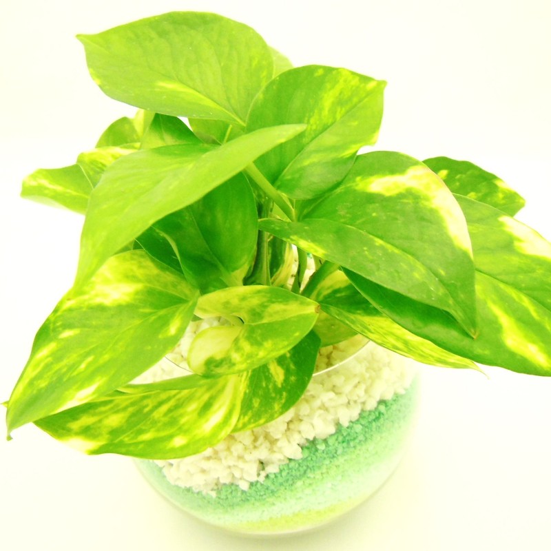 Golden Potos Hydro Culture Bowl, S, Sand Green