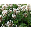 Ladino Clover Seed: Nitro-Coated, Inoculated - 10 LBS