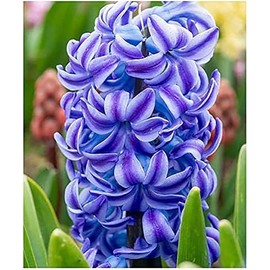 5 Aqua Hyacinth Bulbs