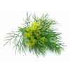 Fennel Seeds, 200+ Green Leaf, Heirloom, Non GMO Seeds, Foeniculum