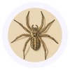 24 x 40mm Round 'Spider Top View' Stickers (SK00071206)