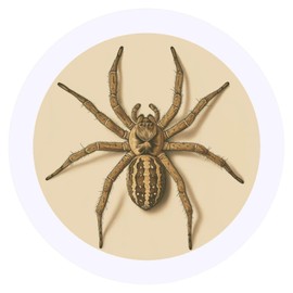 24 x 40mm Round 'Spider Top View' Stickers (SK00071206)