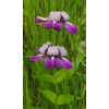 Buy Rare Seeds Collinsia heterophylla| Chinese Houses| 200_Seeds