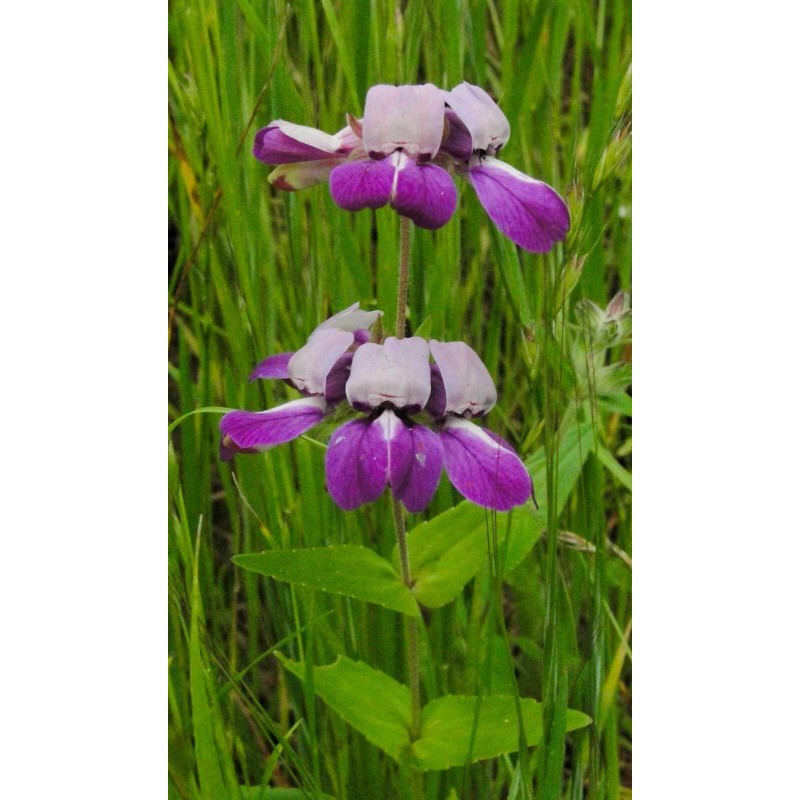 Buy Rare Seeds Collinsia heterophylla| Chinese Houses| 200_Seeds