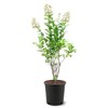 Generic Natchez Crape Myrtle, Exfoliating Bark, Pure White Flowering, Hardy,