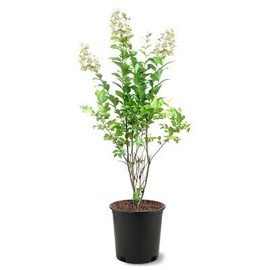 Generic Natchez Crape Myrtle, Exfoliating Bark, Pure White Flowering, Hardy, Extended Blooming Season, 3 gal, Nursery Pot (Due to Agricultural Laws, we Cannot Ship to CA, AZ, AK, or HI), 1 ft