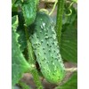 50 Boston Pickling Cucumber Seeds Heirloom Non GMO USA Harvested