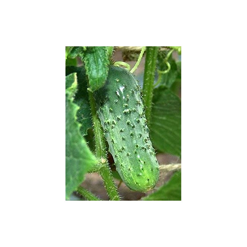 50 Boston Pickling Cucumber Seeds Heirloom Non GMO USA Harvested