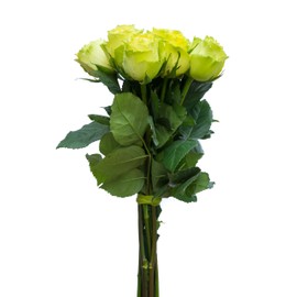 36 Stems - Fresh Cut Limbo Green Rose Bouquet from Flower Explosion.