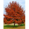 Shumard Red Oak | 10 Live Trees | Quercus Shumardii