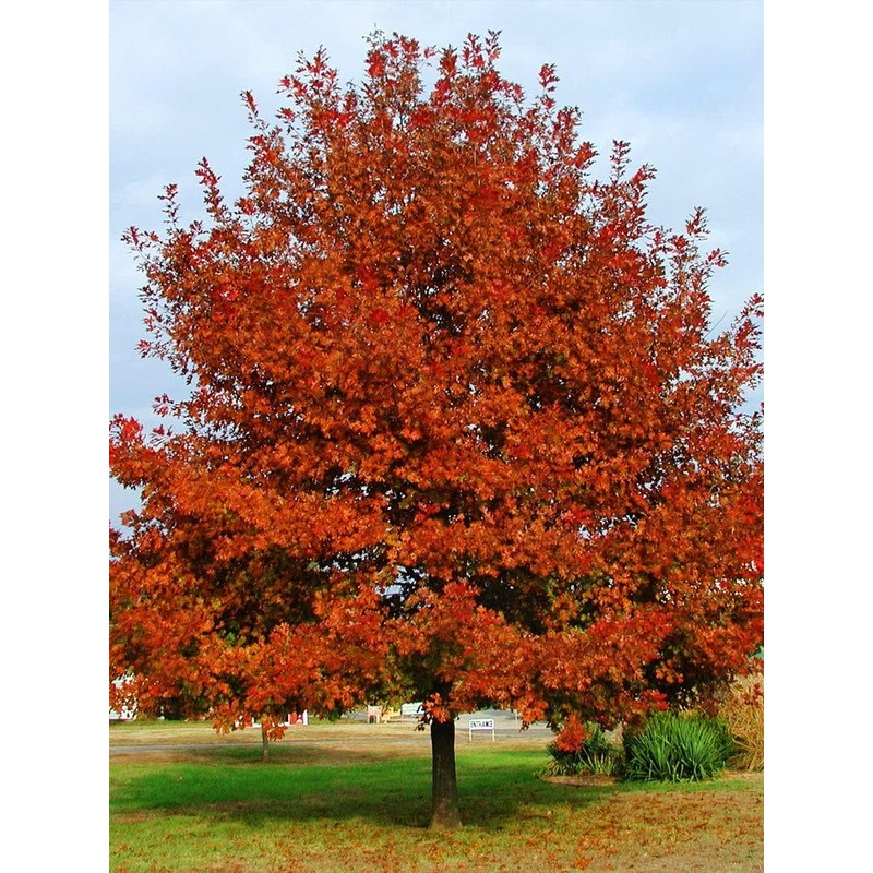 Shumard Red Oak | 10 Live Trees | Quercus Shumardii