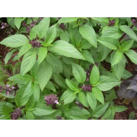 Southeast Seeds Thai Basil, Horapha, Hun Que, Anise, NON-GMO, Variety Sizes Sold, FREE SHIPPING - 500 Seeds