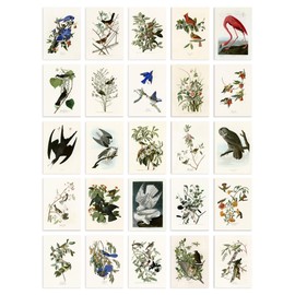 Artery8 Set Pack of 50 John James Audubon Birds of America Illustrations Collage Kit Bedroom A6 14.8 x 10.5 cm (5.8 x 4.1)