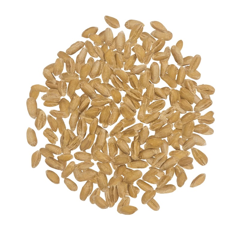 Spelt Berries | 25 LBS | Washington State Grown |