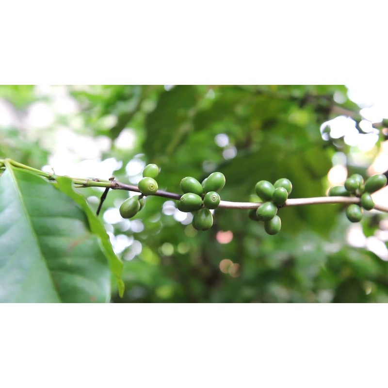 KIRA SEEDS - Arabian Coffee Tree - Mountain Plant -