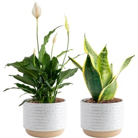 Costa Farms Live Plants (Pack of 2), Easy to Grow Live Indoor Houseplants in 3.8-Inch Plant Pots, Hand-Selected Varieties, Home and Room Decor, 8-10 Inches Tall