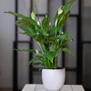 Peace Lily Potting Soil Mix (2 Quarts), for Planting, Growing,
